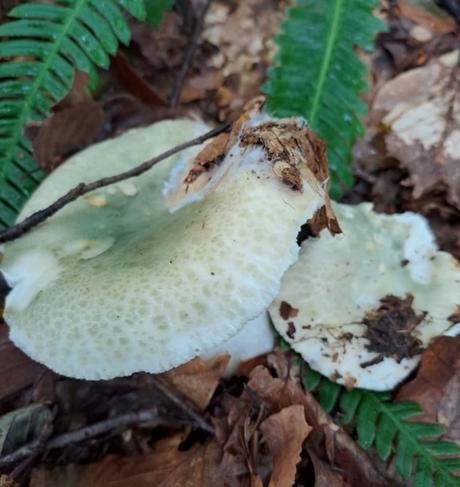 Russula virescens