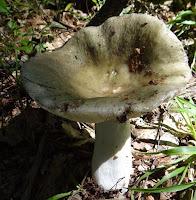 Russula virescens
