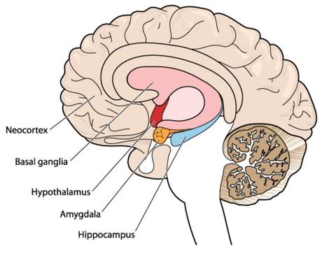 Superpoderes genéticos 1: ¿qué temer cuando no tienes miedo? Superpoderes genéticos 1: ¿qué temer cuando no tienes miedo?