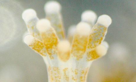 Descubierta una de las primeras amistades entre especies diferentes