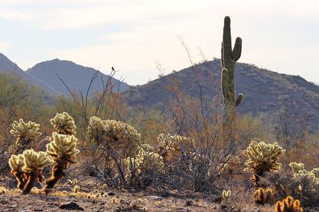 15 atracciones turísticas y actividades mejor valoradas en Scottsdale, Arizona