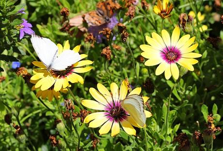 15 atracciones turísticas y actividades mejor valoradas en Scottsdale, Arizona