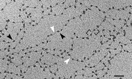 Estas proteínas han estado manejando secretamente nuestras células Estas proteínas han estado manejando secretamente nuestras células
