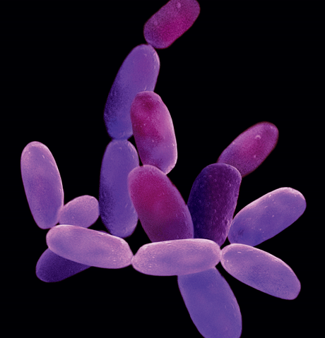 Estas proteínas han estado manejando secretamente nuestras células