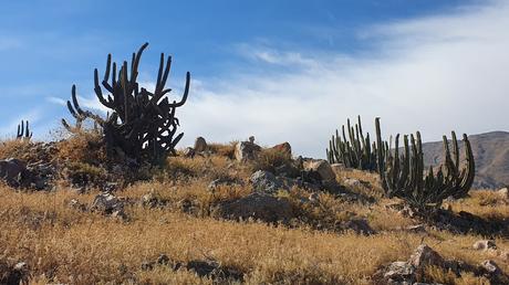 Vuelta a Torata desde Arequipa: la Panamericana