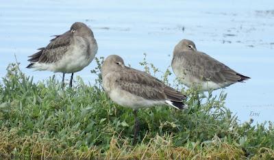 PREPARÁNDOSE PARA INVERNAR