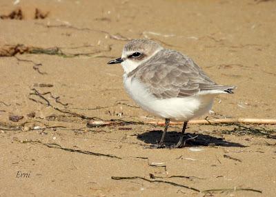 PREPARÁNDOSE PARA INVERNAR