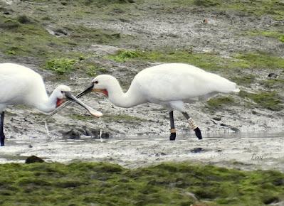 PREPARÁNDOSE PARA INVERNAR