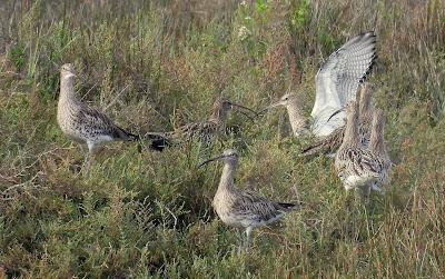 PREPARÁNDOSE PARA INVERNAR