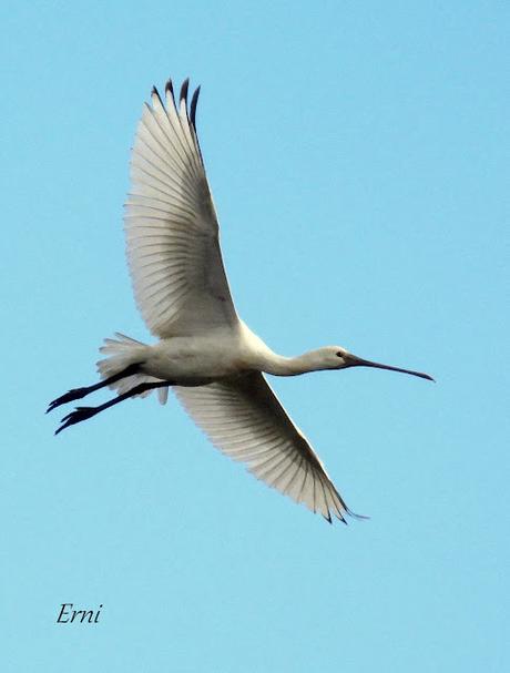PREPARÁNDOSE PARA INVERNAR