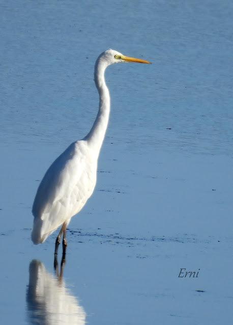 PREPARÁNDOSE PARA INVERNAR