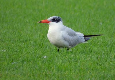 PREPARÁNDOSE PARA INVERNAR