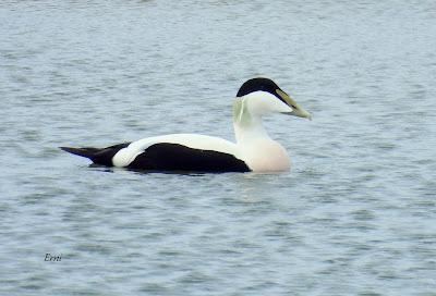 PREPARÁNDOSE PARA INVERNAR