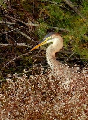 PREPARÁNDOSE PARA INVERNAR