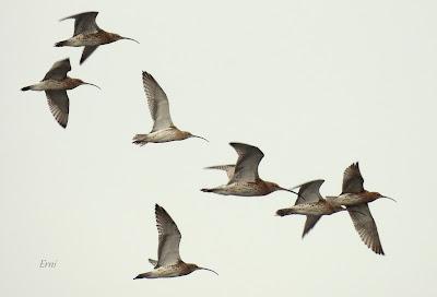 PREPARÁNDOSE PARA INVERNAR