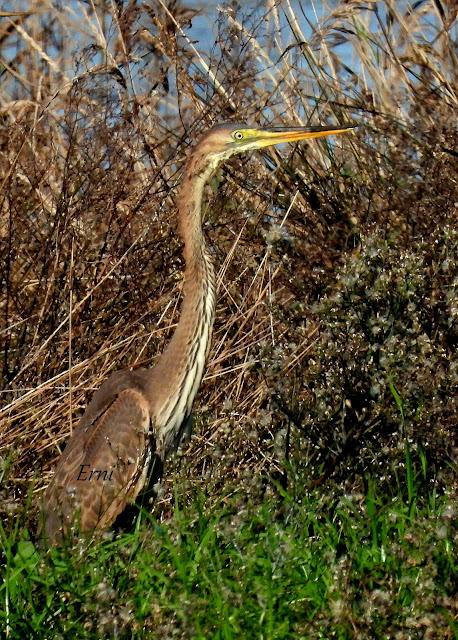 PREPARÁNDOSE PARA INVERNAR