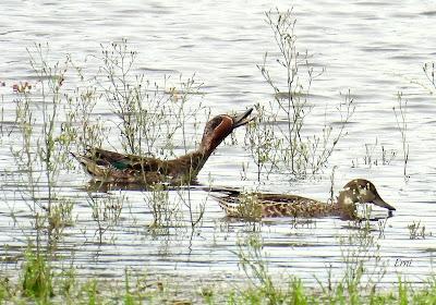 PREPARÁNDOSE PARA INVERNAR