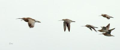 PREPARÁNDOSE PARA INVERNAR