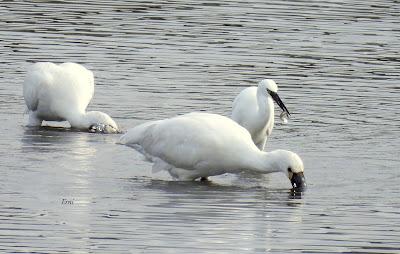 PREPARÁNDOSE PARA INVERNAR