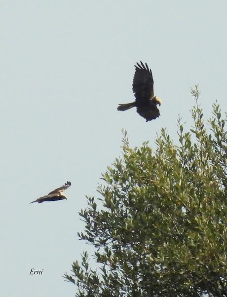 PREPARÁNDOSE PARA INVERNAR