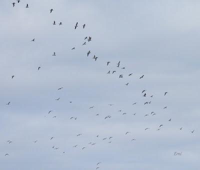 PREPARÁNDOSE PARA INVERNAR