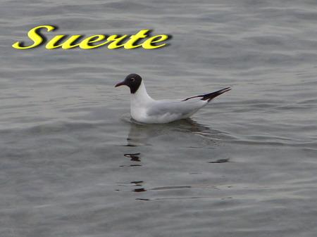 Larus ridibundus, Gaviota reidora