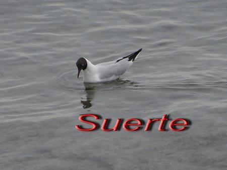 Larus ridibundus, Gaviota reidora