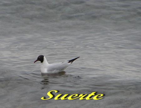 Larus ridibundus, Gaviota reidora