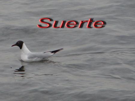 Larus ridibundus, Gaviota reidora