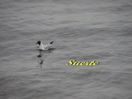 Larus ridibundus, Gaviota reidora