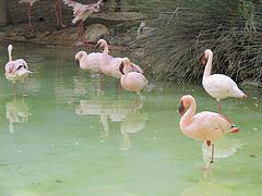 Flamencos en el Oasis PArk