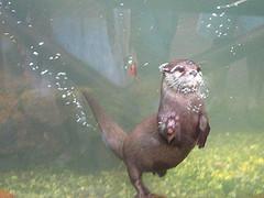 El baño de la nutria, Oasis PArk