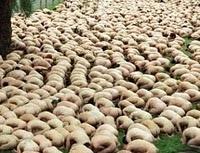 Contrato Social del siglo XXI