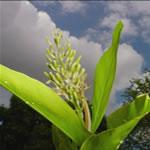 Fotos Galanga, planta medicinal 