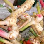 Fotos Galanga, planta medicinal 