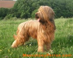 Pastores de Brie o Briard