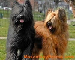 Pastores de Brie o Briard