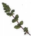 LIBÉRATE DE LOS HONGOS DE LAS UÑAS