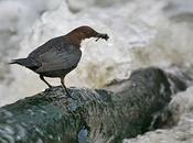 mirlo acuático, nuevo enemigo pescadores asturianos