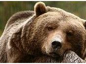 fiebre
