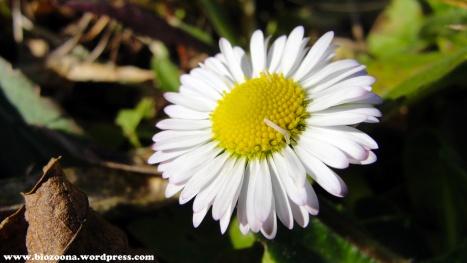 La perfección existe