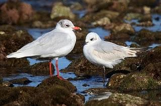 COSTA DE CAMBRILS 1º GAVIOTAS-1 CAMBRILS COAST SEAGULLS