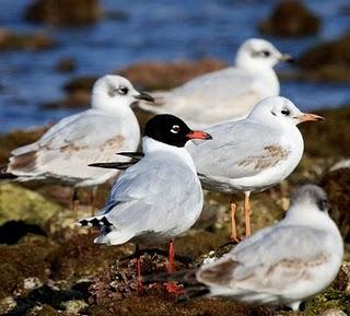 COSTA DE CAMBRILS 1º GAVIOTAS-1 CAMBRILS COAST SEAGULLS