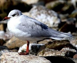 COSTA DE CAMBRILS 1º GAVIOTAS-1 CAMBRILS COAST SEAGULLS