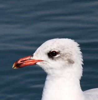 COSTA DE CAMBRILS 1º GAVIOTAS-1 CAMBRILS COAST SEAGULLS