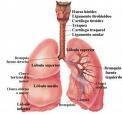 Hacer menos temible tuberculosis