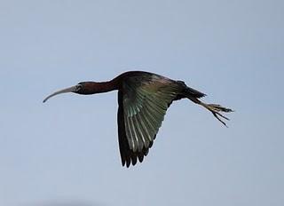 DE CAMBRILS AL DELTA DEL EBRO 2º-CAMBRILS the Ebro Delta 2