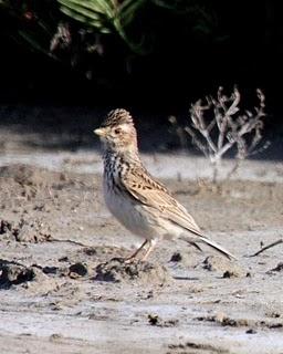 DE CAMBRILS AL DELTA DEL EBRO 2º-CAMBRILS the Ebro Delta 2