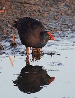 DE CAMBRILS AL DELTA DEL EBRO 2º-CAMBRILS the Ebro Delta 2