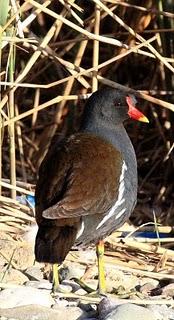 DE CAMBRILS AL DELTA DEL EBRO 2º-CAMBRILS the Ebro Delta 2